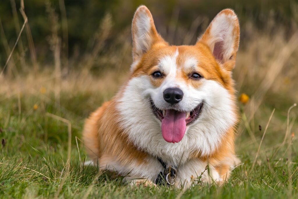 corgi, dog, pet, pembroke welsh corgi, animal, domestic, canine, mammal, smile, happy, cute, nature, closeup, corgi, corgi, corgi, corgi, corgi, dog, dog, dog, dog